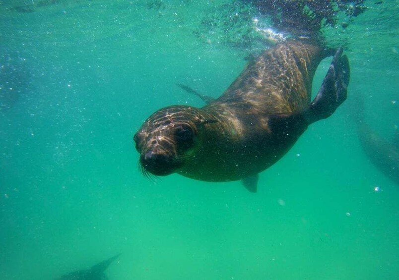 Plettenberg Bay: Seal Viewing Boat Trip