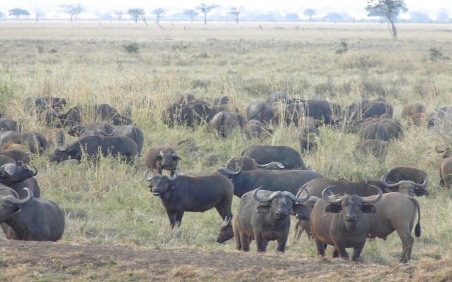 Picture 3 for Activity From Dar Es Salaam: Mikumi National Park 2 Nights and 3 Days