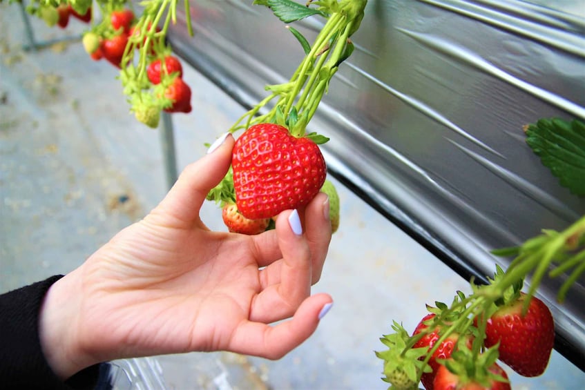 Seoul: Strawberry & Nami Island & Railbike (+ Korean Garden)