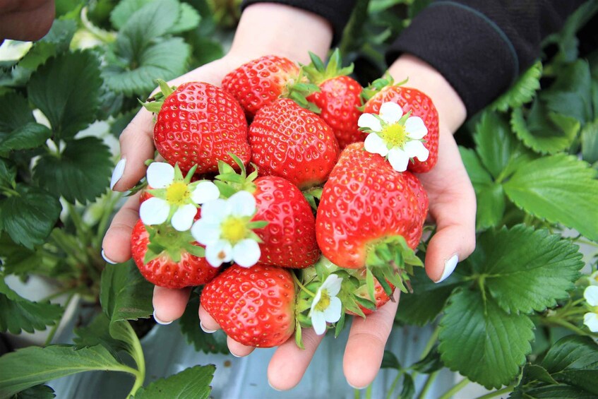 Picture 1 for Activity Seoul: Strawberry & Nami Island & Railbike (+ Korean Garden)