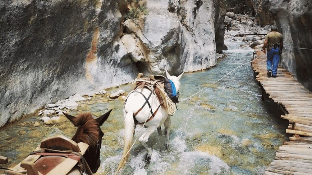 Picture 27 for Activity Tailored Samaria Tour That Nobody Will Believe. From Chania.