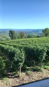 Barolo Langhe Wine Tour