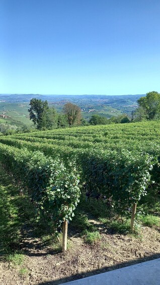 Barolo Langhe Wine Tour