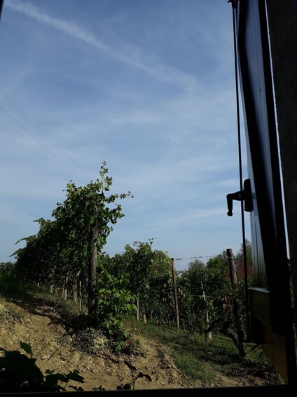 Picture 10 for Activity Barolo Langhe Wine Tour