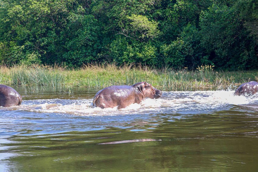 Picture 1 for Activity Uganda Art, with Wildlife in Murchison Falls National Park