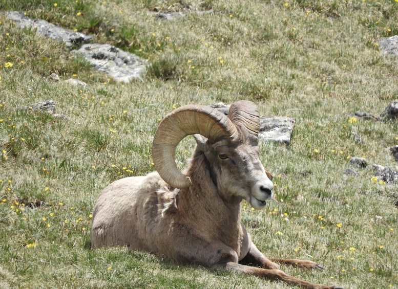 Picture 5 for Activity From Denver: Rocky Mountains Jeep Tour with Picnic Lunch