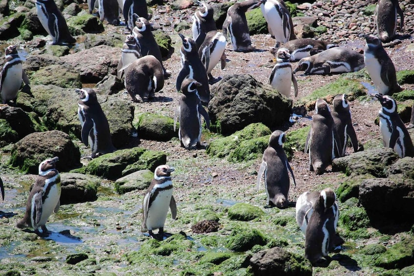 Picture 12 for Activity Puerto Madryn: Punta Tombo Shore Excursion for Cruise Guests