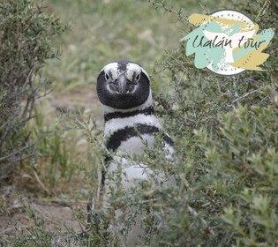 Puerto Madryn: Punta Tombo Shore Excursion for Cruise Guests