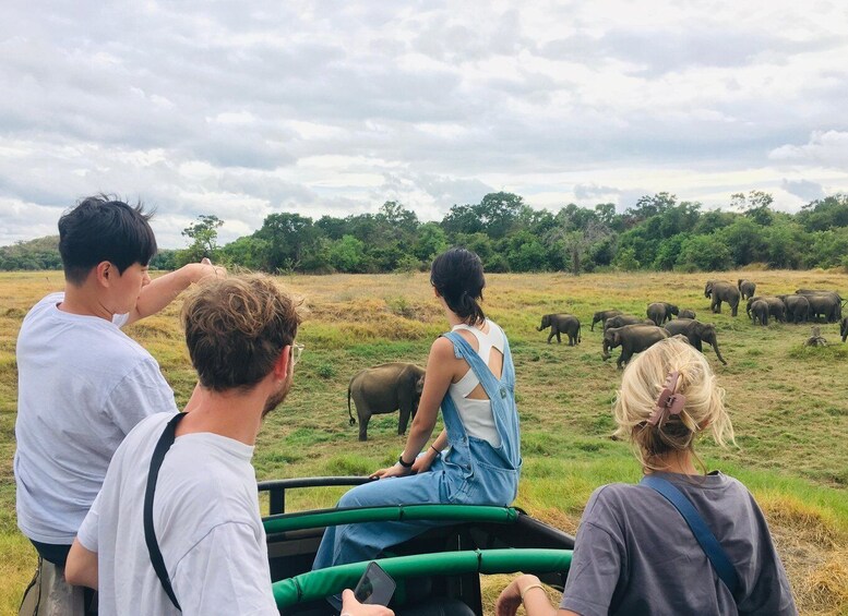 Udawalawe National Park: Private 4 Hours Safari Trip