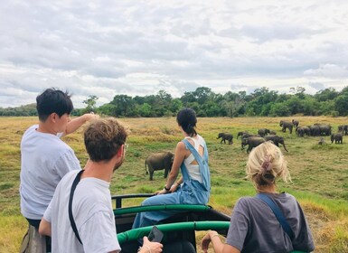 Udawalawe National Park: Private 4 Hours Safari Trip