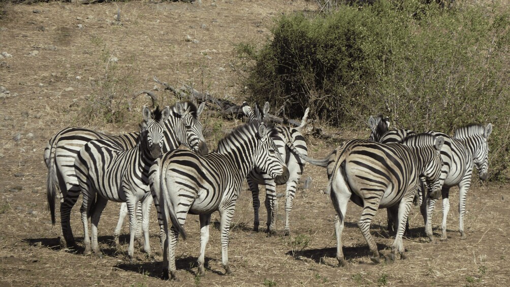 Makgadikgadi Day Trip