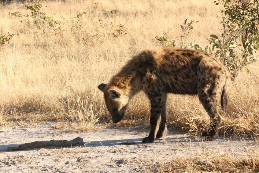 Picture 8 for Activity Makgadikgadi Day Trip