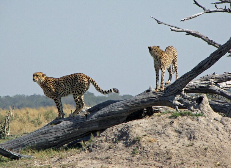 Picture 3 for Activity Makgadikgadi Day Trip