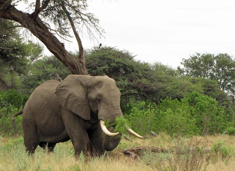 Picture 7 for Activity Makgadikgadi Day Trip