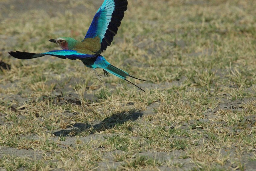 Picture 9 for Activity Makgadikgadi Day Trip