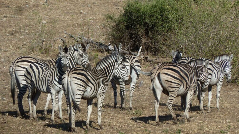 Makgadikgadi Day Trip