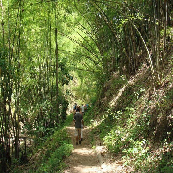 Chiang Mai: Doi Suthep-Pui National Park Day Tour & Rafting