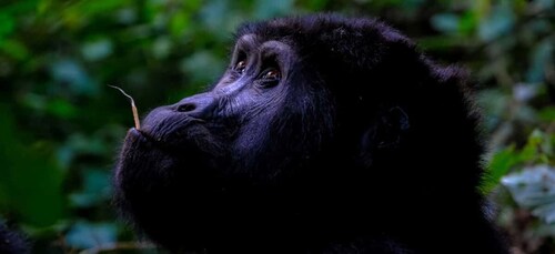 6 Days Gorilla & Wildlife Safari Tour