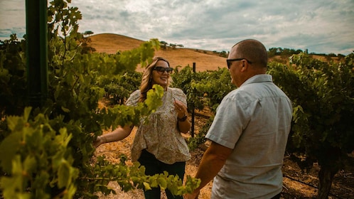 Paso Robles: Wine Country Sightseeing Tour by Sidecar