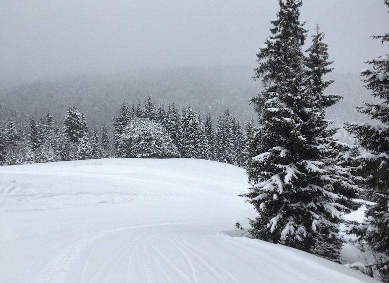 Picture 3 for Activity Snowshoeing in Bakuriani, Caucasus Mountains