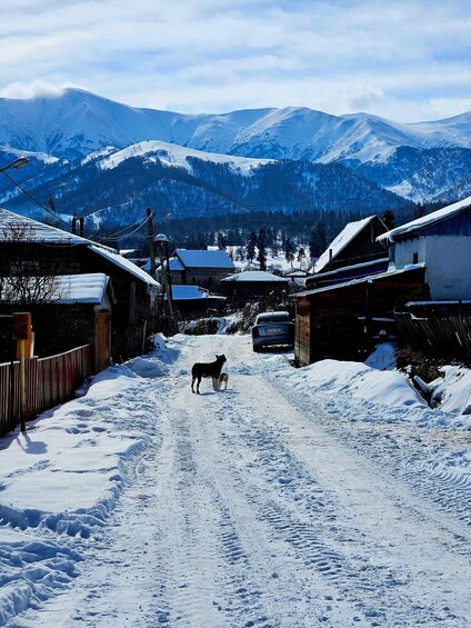 Picture 16 for Activity Snowshoeing in Bakuriani, Caucasus Mountains