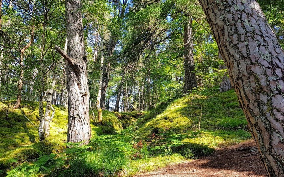 Picture 4 for Activity Inverness: Private Secret Hike to the Shores of Loch Ness