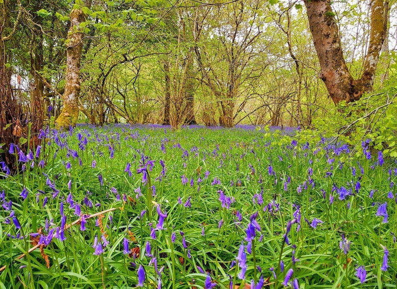 Picture 2 for Activity Inverness: Private Secret Hike to the Shores of Loch Ness