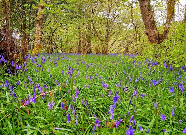 Picture 2 for Activity Inverness: Private Secret Hike to the Shores of Loch Ness