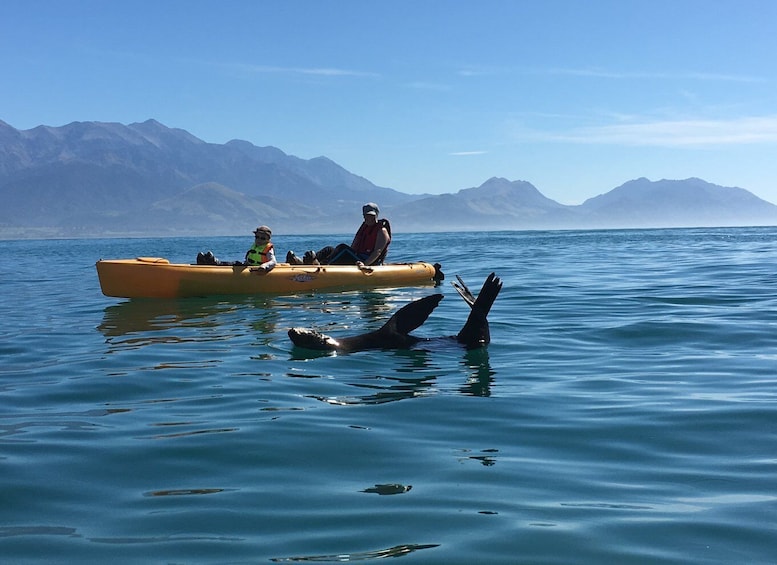 Picture 10 for Activity Kaikoura: Seal-Watching Pedal Kayak Tour