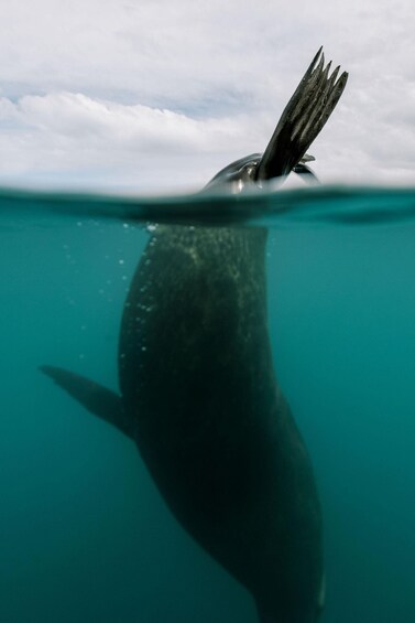 Picture 8 for Activity Kaikoura: Seal-Watching Pedal Kayak Tour