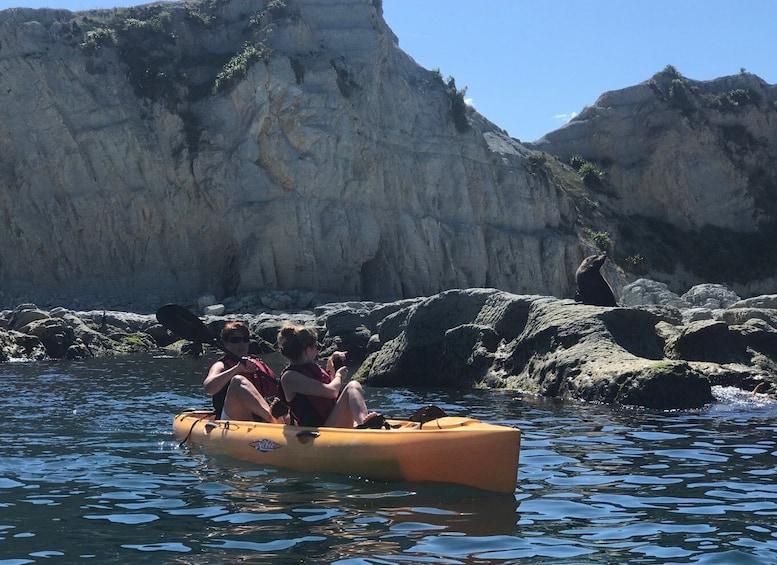 Picture 4 for Activity Kaikoura: Seal-Watching Pedal Kayak Tour