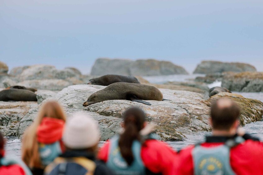 Picture 13 for Activity Kaikoura: Seal-Watching Pedal Kayak Tour