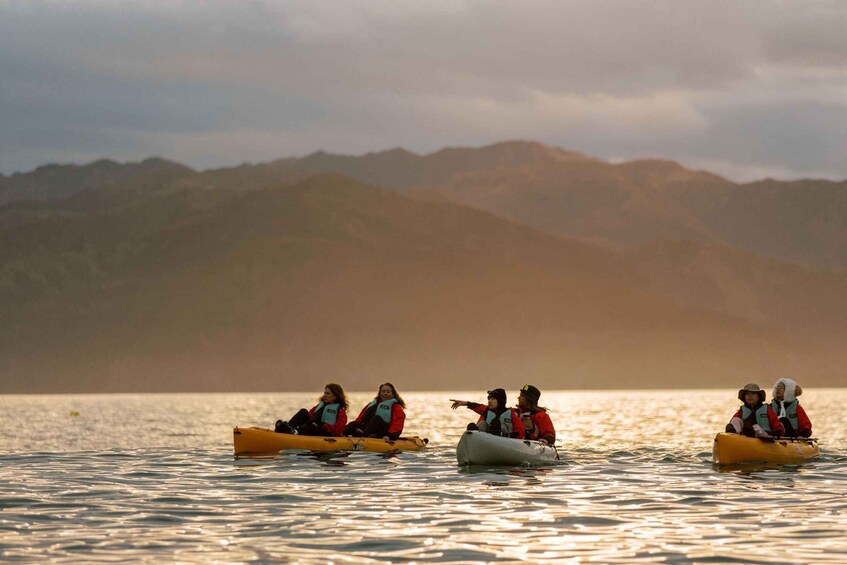 Picture 14 for Activity Kaikoura: Seal-Watching Pedal Kayak Tour