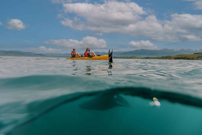 Picture 10 for Activity Kaikoura: Seal-Watching Pedal Kayak Tour