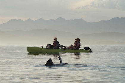 Kaikoura: Seal-Watching Pedal Kayak Tour