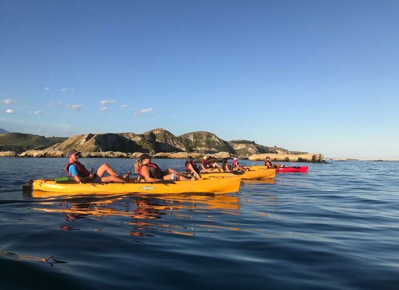Picture 11 for Activity Kaikoura: Seal-Watching Pedal Kayak Tour