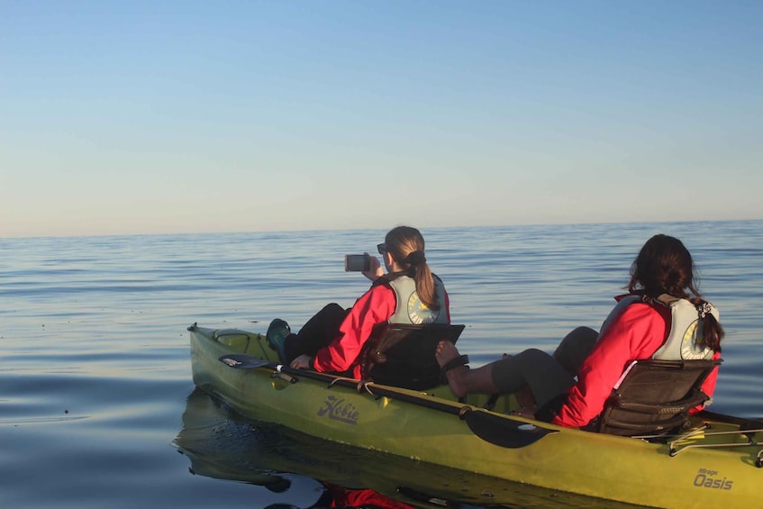 Picture 3 for Activity Kaikoura: Seal-Watching Pedal Kayak Tour
