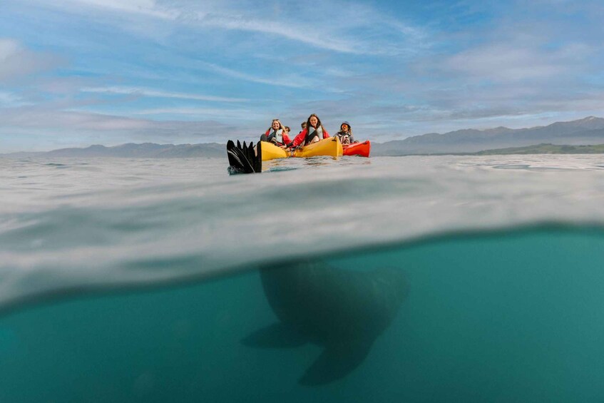 Picture 7 for Activity Kaikoura: Seal-Watching Pedal Kayak Tour