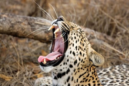 Yala National Park: Leoparden-Safari Ganztagestour mit Mittagessen