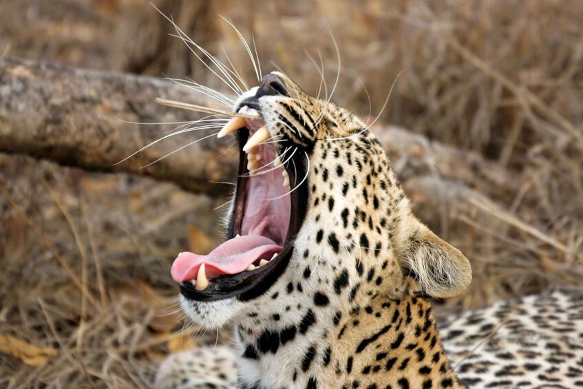 Yala National Park: Leopard Safari Full day tour with Lunch