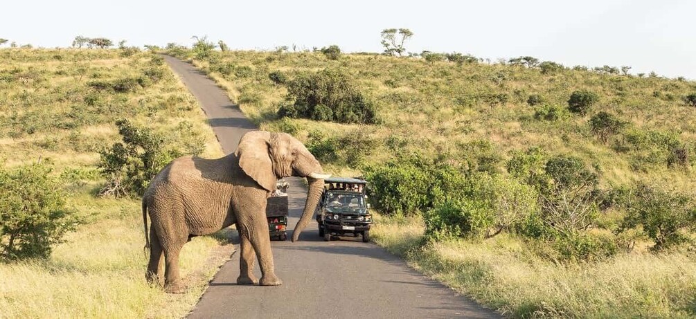 Picture 3 for Activity From Hazyview: Full Day Kruger Park Wildlife Safari