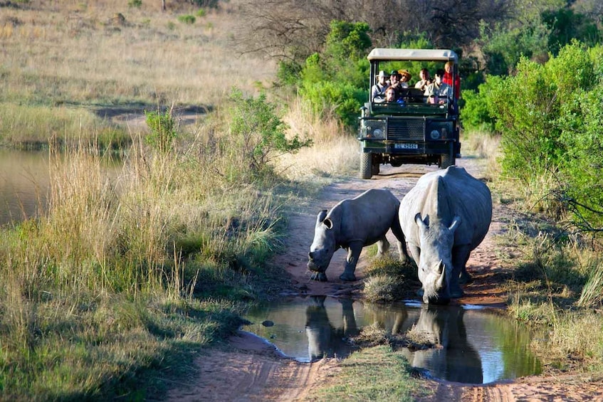 Picture 1 for Activity From Hazyview: Full Day Kruger Park Wildlife Safari