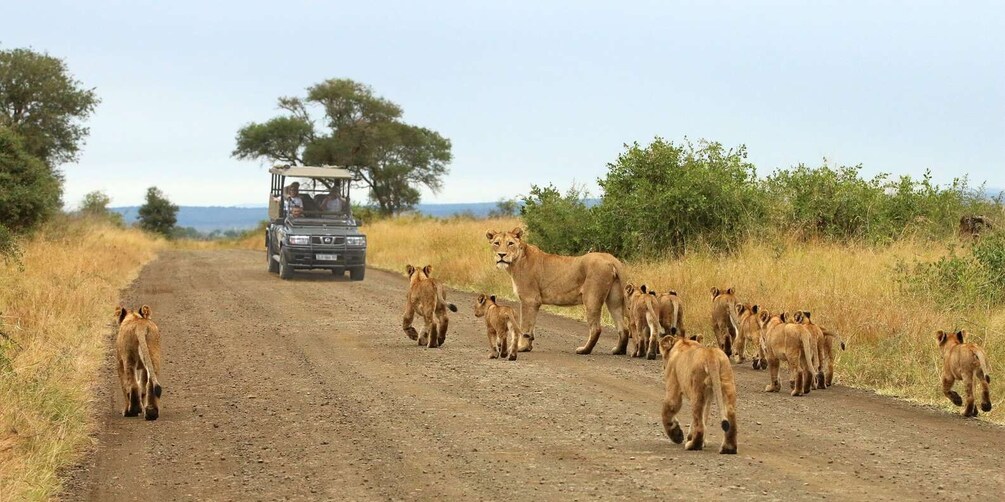 From Hazyview: Full Day Kruger Park Wildlife Safari