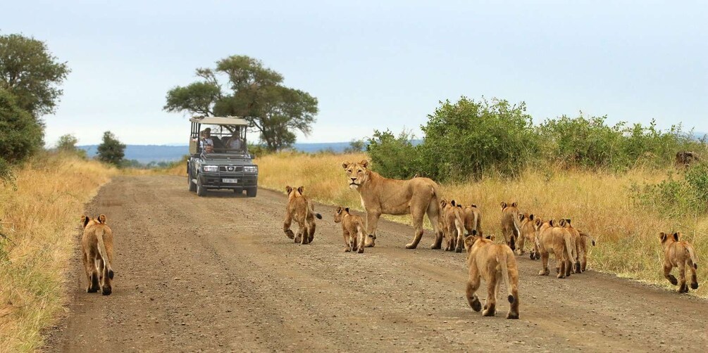 From Hazyview: Full Day Kruger Park Wildlife Safari