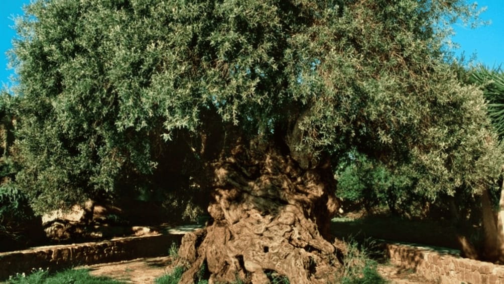 Picture 5 for Activity Chania Luxuries: Secrets of Wine and Olive Oil Tastings