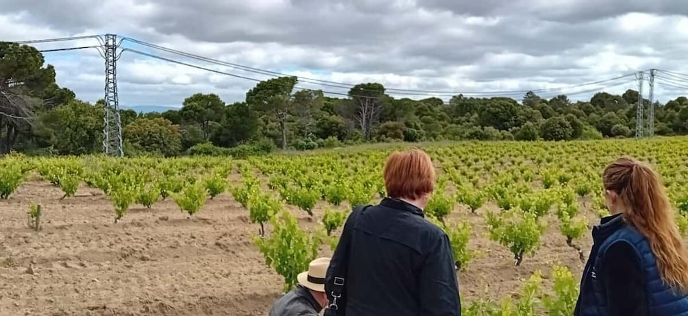 Picture 12 for Activity Visit a winery close to Madrid city complete with tasting