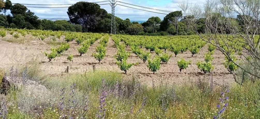 Picture 14 for Activity Visit a winery close to Madrid city complete with tasting