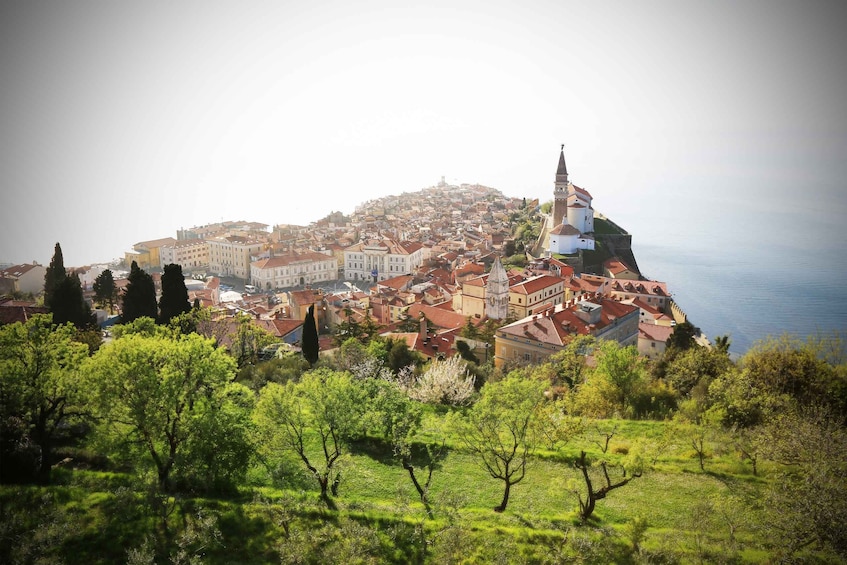 Picture 7 for Activity Scenic Piran Parks: Boutique Tour & Stunning Views