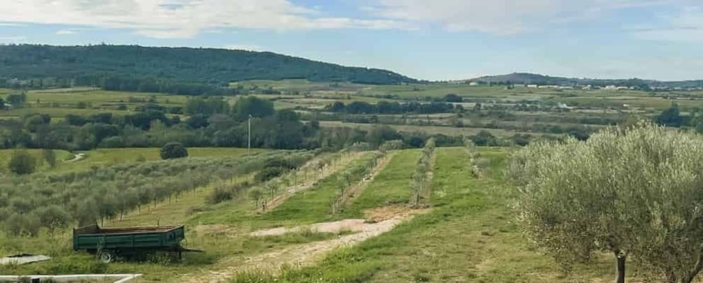 Picture 6 for Activity Montpellier:Journée Huile d'Olive, Vin, St Guilhem le Désert