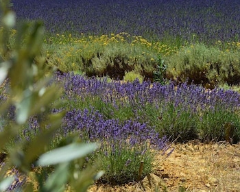 Montpellier:Journée Huile d'Olive, Vin, St Guilhem le Désert